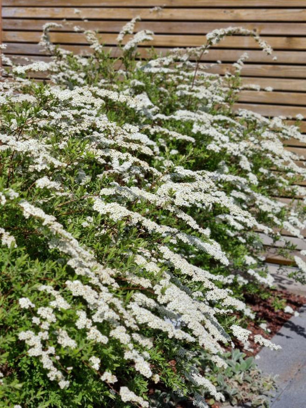 Rispenspiere, Spiraea x cinerea 'Grefsheim' im Onlineshop von Bohlken Pflanzenversand GbR