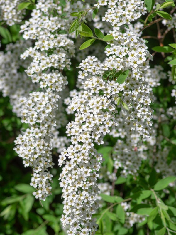 Rispenspiere, Spiraea x cinerea 'Grefsheim' im Onlineshop von Bohlken Pflanzenversand GbR