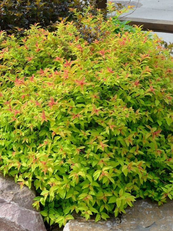 Artikelbild für Sommerspiere Spiraea japonica 'Goldflame' im Online-Shop der Bohlken Baumschulen