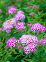 Artikelbild für Rosa Zwergspiere Spiraea japonica 'Little Princess' im Online-Shop der Bohlken Baumschulen