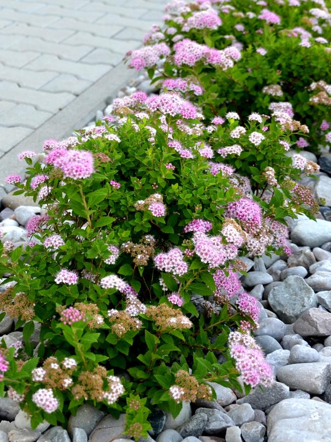 Artikelbild für Rosa Zwergspiere Spiraea japonica 'Little Princess' im Online-Shop der Bohlken Baumschulen