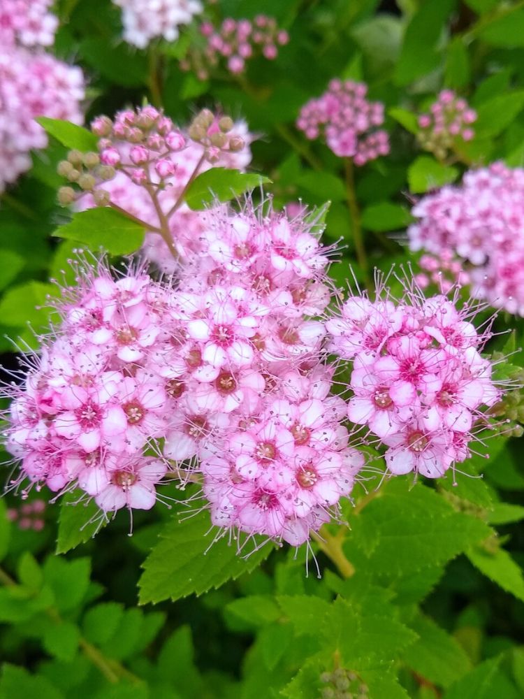 Artikelbild für Rosa Zwergspiere Spiraea japonica 'Little Princess' im Online-Shop der Bohlken Baumschulen