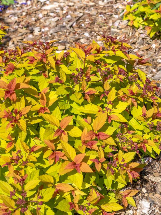 Artikelbild für Sommerspiere, Zwergspiere Spiraea japonica 'Magic Carpet' ® im Online-Shop der Bohlken Baumschulen