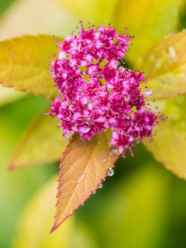 Artikelbild für Sommerspiere, Zwergspiere Spiraea japonica 'Magic Carpet' ® im Online-Shop der Bohlken Baumschulen