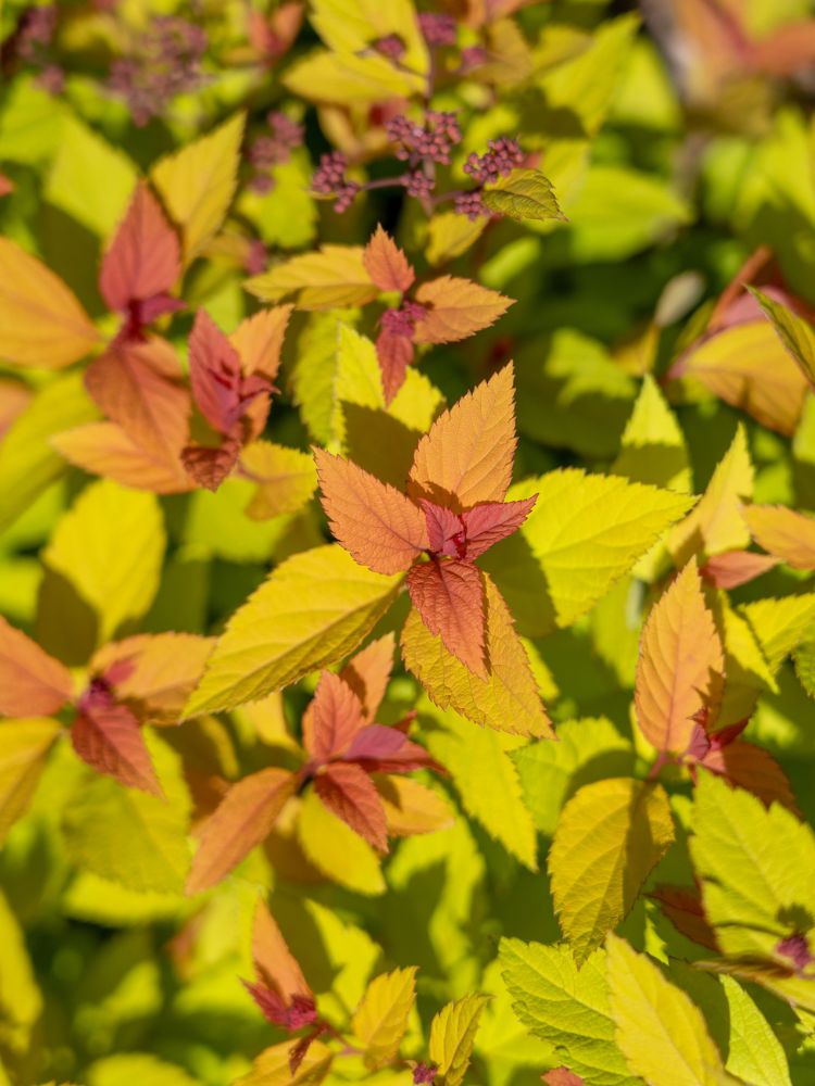 Artikelbild für Sommerspiere, Zwergspiere Spiraea japonica 'Magic Carpet' ® im Online-Shop der Bohlken Baumschulen