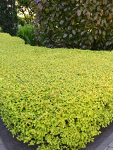 Artikelbild für Sommerspiere, Zwergspiere Spiraea japonica 'Magic Carpet' ® im Online-Shop der Bohlken Baumschulen