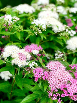 Artikelbild für Bunter Sommer-Spierstrauch, Zwergspiere Spiraea japonica 'Shirobana' im Online-Shop der Bohlken Baumschulen