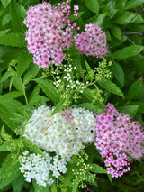Artikelbild für Bunter Sommer-Spierstrauch, Zwergspiere Spiraea japonica 'Shirobana' im Online-Shop der Bohlken Baumschulen