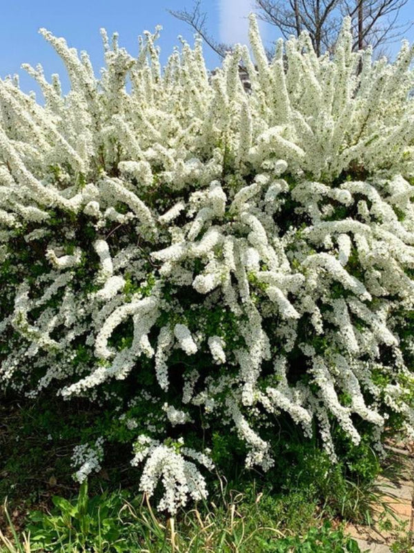 Artikelbild für Frühlingsspiere Spiraea thunbergii im Online-Shop der Bohlken Baumschulen