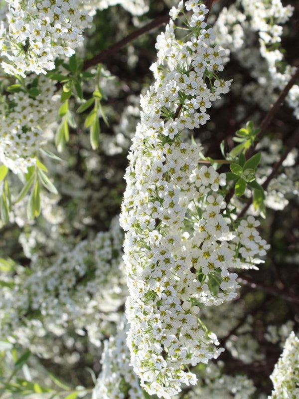 Artikelbild für Frühlingsspiere Spiraea thunbergii im Online-Shop der Bohlken Baumschulen