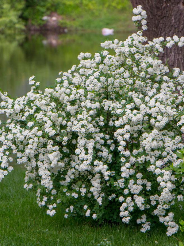 Artikelbild für Prachtspiere Spiraea vanhouttei im Online-Shop der Bohlken Baumschulen