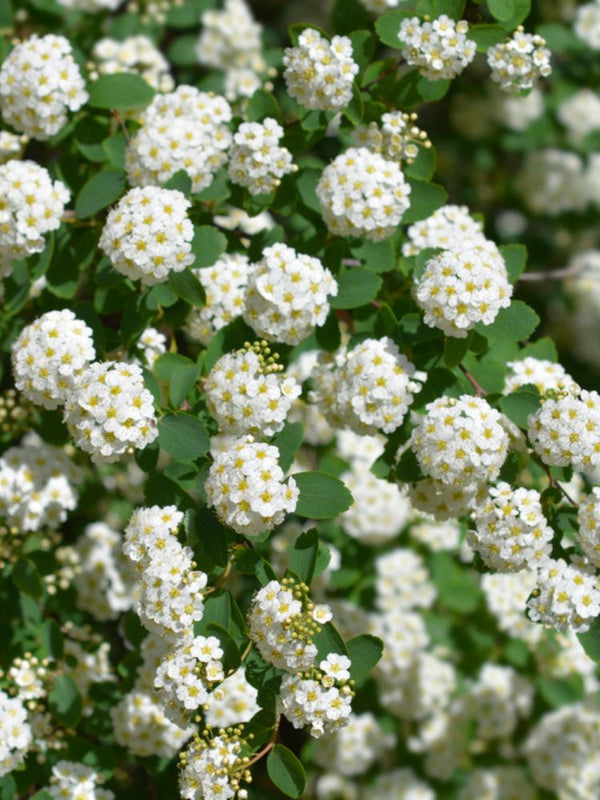 Artikelbild für Prachtspiere Spiraea vanhouttei im Online-Shop der Bohlken Baumschulen