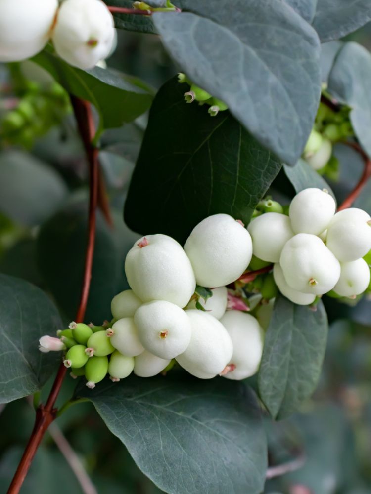 Schneebeere, Symphoricarpos x doorenbossii 'Magical Galaxy' ® kaufen im Online-Shop der Bohlken Baumschulen