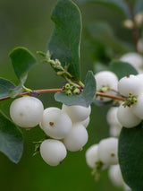 Symphoricarpos x doorenbossii 'Magical Galaxy' ®