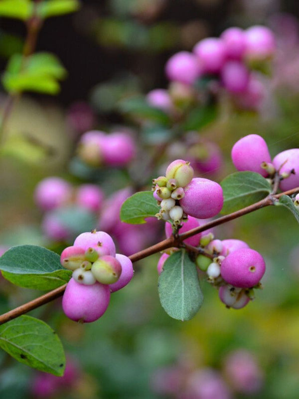 Schneebeere, Symphoricarpos x doorenbosii 'Magic Berry' kaufen im Online-Shop der Bohlken Baumschulen