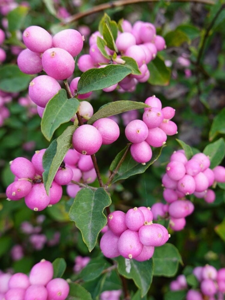 Artikelbild für Schneebeere Symphoricarpos x doorenbosii 'Magical Sweet' ® im Online-Shop der Bohlken Baumschulen