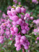 Artikelbild für Schneebeere Symphoricarpos x doorenbosii 'Magical Sweet' ® im Online-Shop der Bohlken Baumschulen