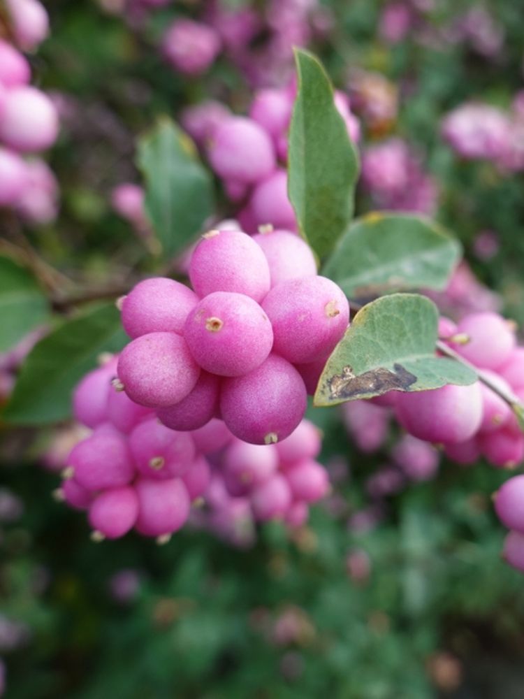 Artikelbild für Schneebeere Symphoricarpos x doorenbosii 'Magical Sweet' ® im Online-Shop der Bohlken Baumschulen