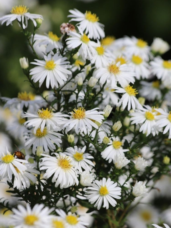 Kissen-Aster, Aster dumosus 'Apollo'  kaufen im Online-Shop der Bohlken Baumschulen