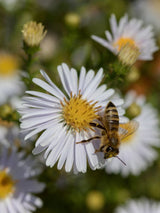 Kissen-Aster, Aster dumosus 'Apollo' kaufen im Online-Shop der Bohlken Baumschulen