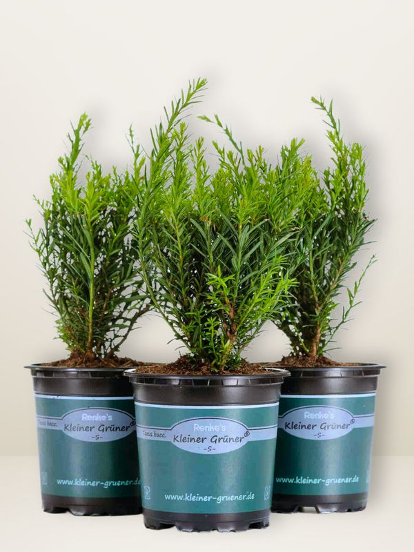 Zwergeibe 'Renke's Kleiner Grüner' ®