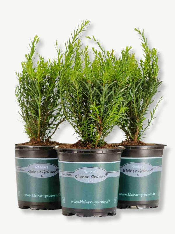 Zwergeibe, Taxus baccata 'Renke's Kleiner Grüner' ® kaufen im Online-Shop der Bohlken Baumschulen