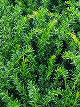 Zwergeibe, Taxus baccata 'Renke's Kleiner Grüner' ®  kaufen im Online-Shop der Bohlken Baumschulen