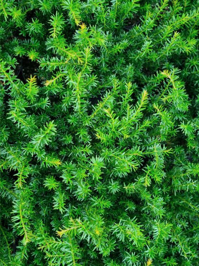 Jetzt Zwergeibe 'Renke's Kleiner Grüner' ® online kaufen bei Bohlken  Pflanzenversand – Bohlken Pflanzenversand GbR