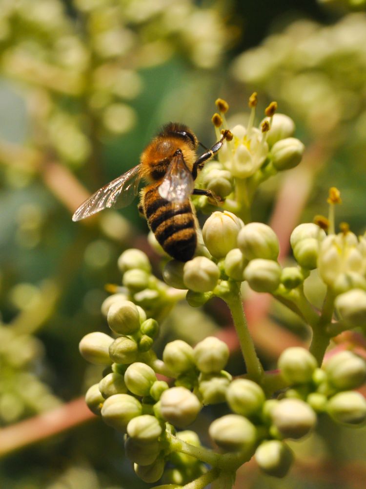 Tausendblütenstrauch, Bienenbaum, Tetradium daniellii var. hupehensis, Euodia hupehensis kaufen im Online-Shop der Bohlken Baumschulen