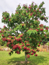 Tausendblütenstrauch, Bienenbaum, Tetradium daniellii var. hupehensis, Euodia hupehensis kaufen im Online-Shop der Bohlken Baumschulen