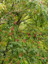 Tausendblütenstrauch, Bienenbaum, Tetradium daniellii var. hupehensis, Euodia hupehensis kaufen im Online-Shop der Bohlken Baumschulen