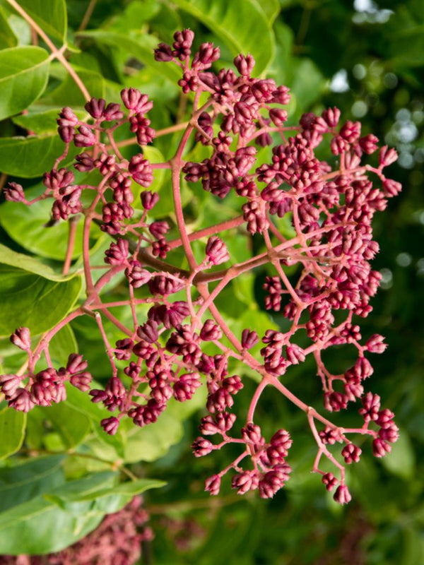 Tausendblütenstrauch, Bienenbaum, Tetradium daniellii var. hupehensis, Euodia hupehensis kaufen im Online-Shop der Bohlken Baumschulen