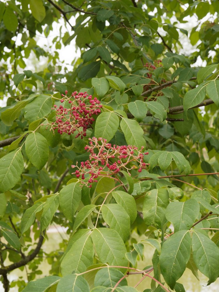 Tausendblütenstrauch, Bienenbaum, Tetradium daniellii var. hupehensis, Euodia hupehensis kaufen im Online-Shop der Bohlken Baumschulen