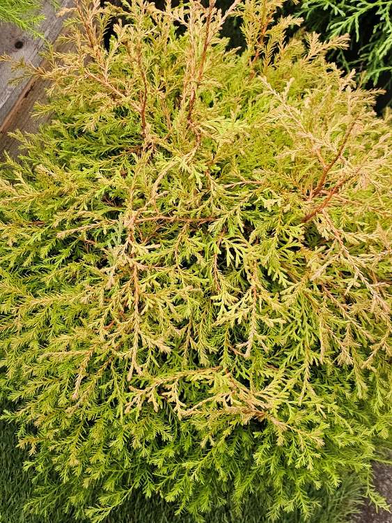 Thuja occidentalis 'Fire Chief' ®, Zwerg-Lebensbaum 'Fire Chief' ® im Onlineshop der Bohlken Baumschulen