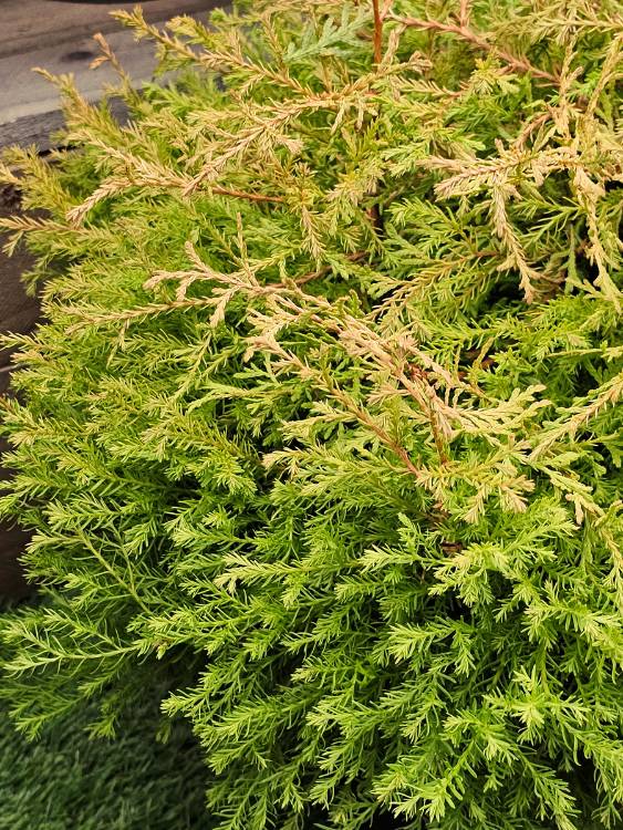 Thuja occidentalis 'Fire Chief' ®, Zwerg-Lebensbaum 'Fire Chief' ® im Onlineshop der Bohlken Baumschulen