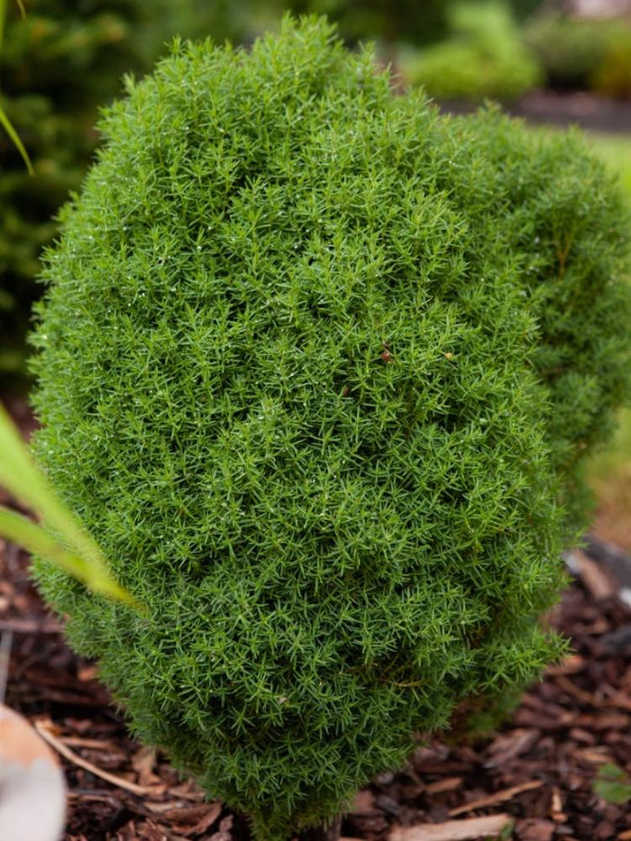Alle Artikel in der Kategorie Lebensbaum / Thuja  Bohlken Pflanzenversand  GbR