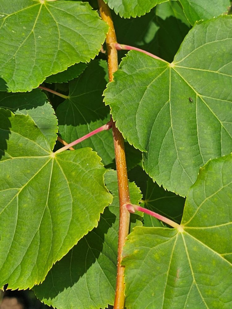 Artikelbild für Winterlinde Tilia cordata 'Winter Orange' im Online-Shop der Bohlken Baumschulen