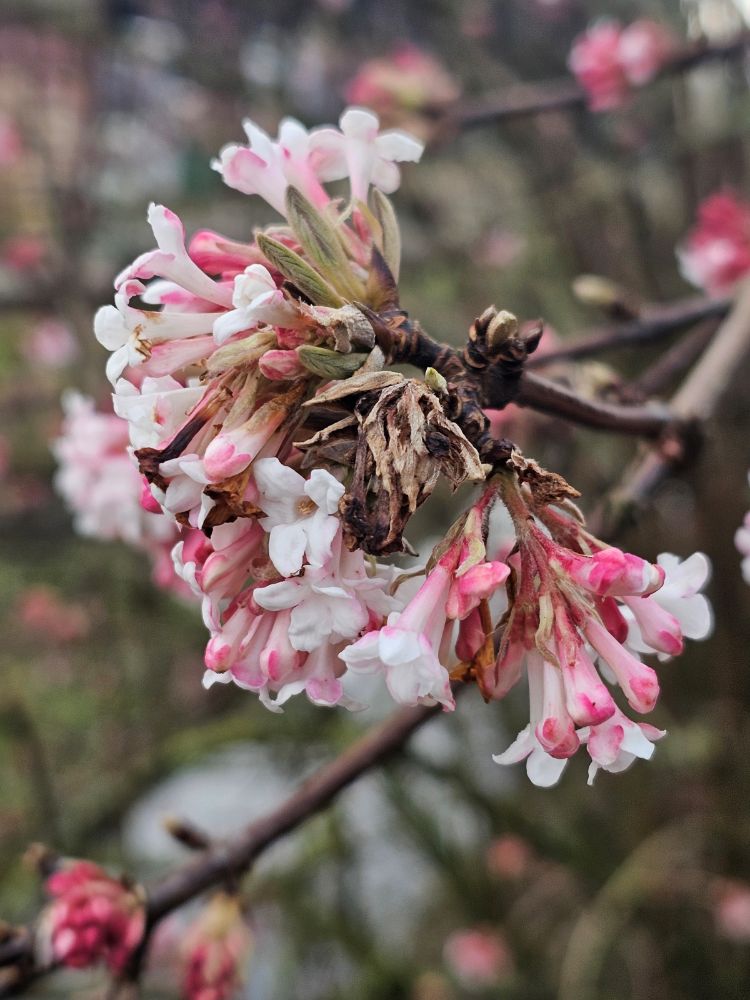 Bild von Winterschneeball Viburnum bodnantense 'Charles Lamont' im Onlineshop von Bohlken Pflanzenversand GbR