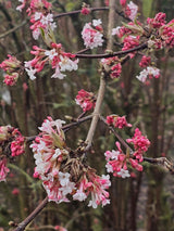 Bild von Winterschneeball Viburnum bodnantense 'Charles Lamont' im Onlineshop von Bohlken Pflanzenversand GbR