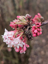 Bild von Winterschneeball Viburnum bodnantense 'Charles Lamont' im Onlineshop von Bohlken Pflanzenversand GbR
