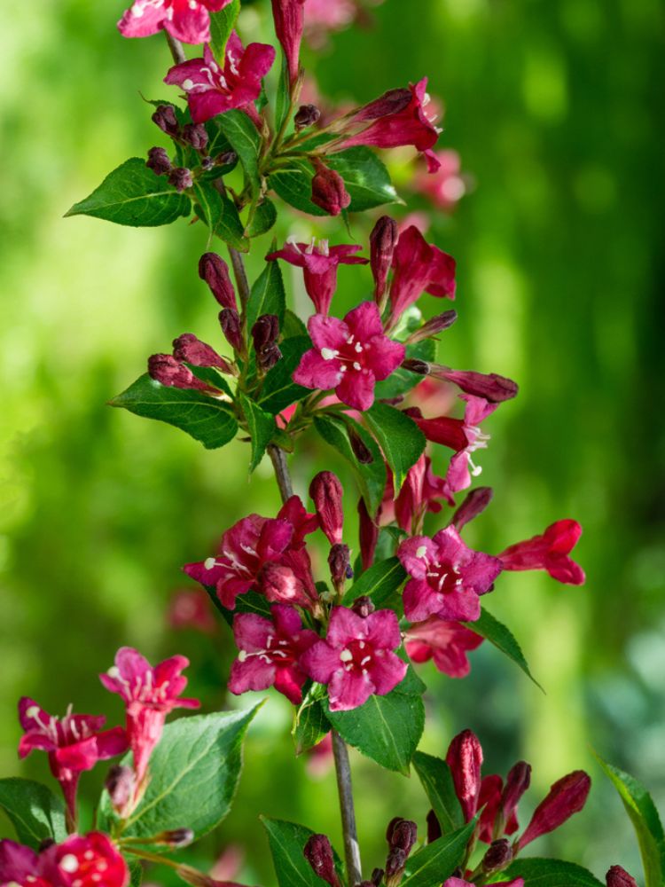 Weigelie. Weigela 'Bristol Ruby' kaufen im Online-Shop der Bohlken Baumschulen