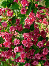 Weigelie. Weigela 'Bristol Ruby' kaufen im Online-Shop der Bohlken Baumschulen