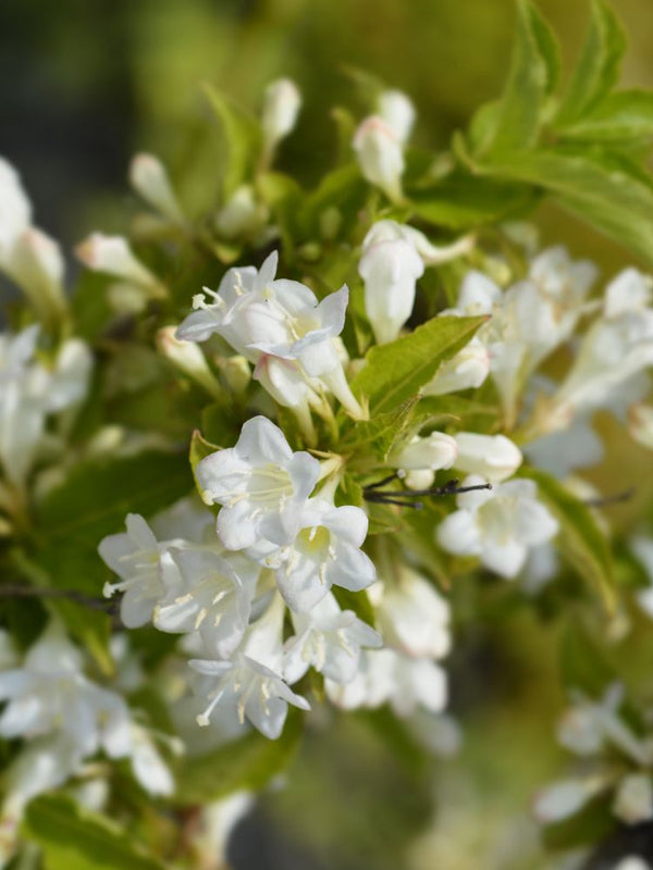 Weigelie, Weigela 'Bristol Snowflake' kaufen im Online-Shop der Bohlken Baumschulen