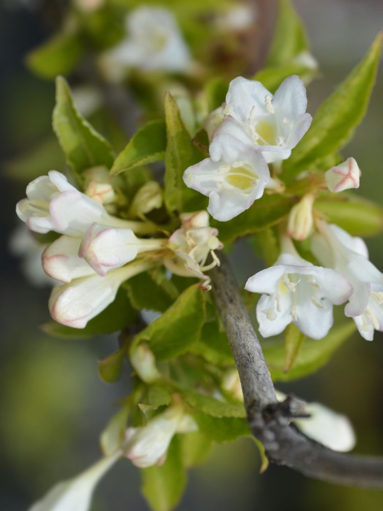 Weigelie, Weigela 'Bristol Snowflake' kaufen im Online-Shop der Bohlken Baumschulen