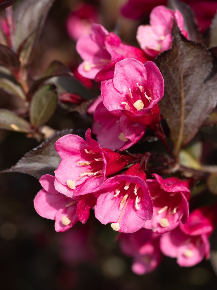 Weigelie, Weigela florida 'Alexandra' ® kaufen im Online-Shop der Bohlken Baumschulen