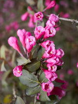 Weigelie, Weigela florida 'Alexandra' ® kaufen im Online-Shop der Bohlken Baumschulen