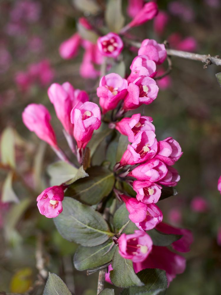 Weigelie, Weigela florida 'Alexandra' ® kaufen im Online-Shop der Bohlken Baumschulen