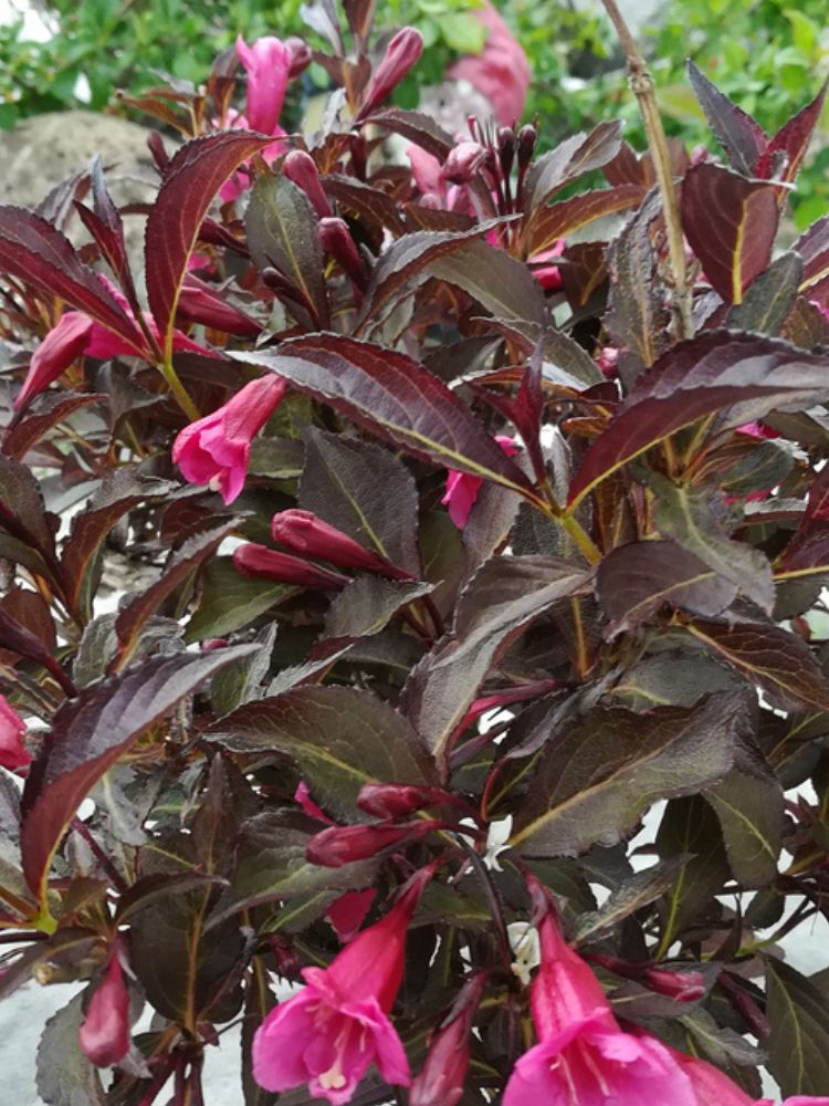 Weigelie, Weigela florida 'Alexandra' ® kaufen im Online-Shop der Bohlken Baumschulen