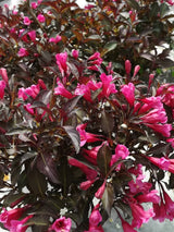 Weigelie, Weigela florida 'Alexandra' ® kaufen im Online-Shop der Bohlken Baumschulen