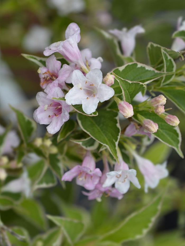 weigelie nana variegata immergrün Jetzt Buntblättrige Weigelie 'Nana Variegata' online kaufen bei Bohlken  Pflanzenversand – Bohlken Pflanzenversand GbR